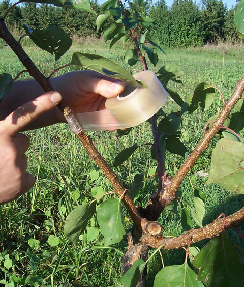 Лента для прививки MaxiFilm Лента для прививки MaxiFilm