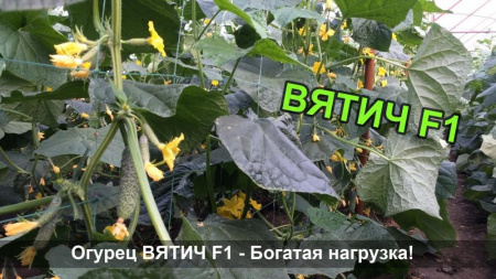 Семена огурца Вятич Семена огурца Вятич