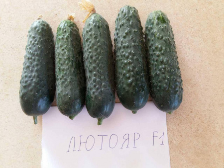 Семена огурца Лютояр Семена огурца Лютояр