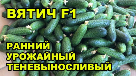 Семена огурца Вятич Семена огурца Вятич