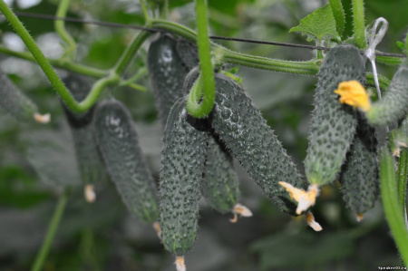 Семена огурца Лютояр Семена огурца Лютояр