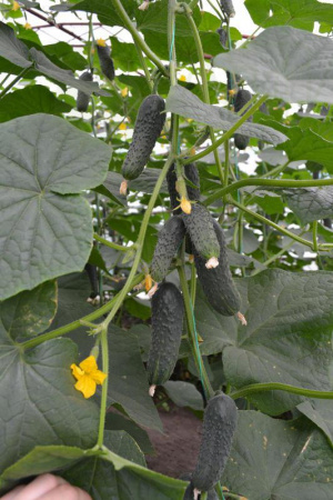 Семена огурца Лютояр Семена огурца Лютояр