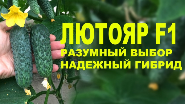 Семена огурца Лютояр
